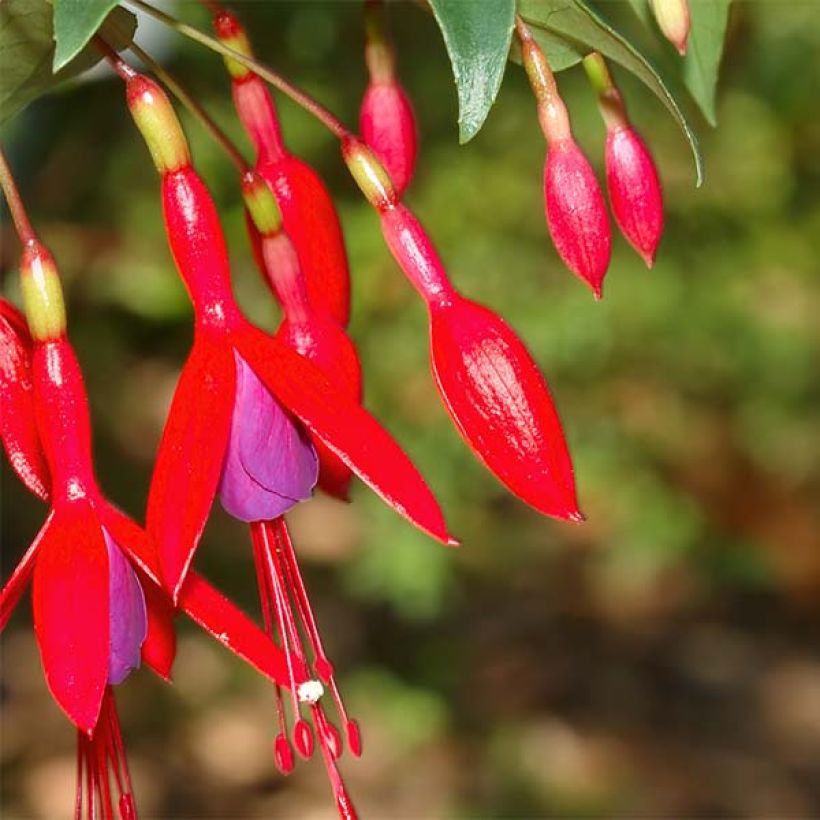 Fuchsia regia Reitzii - Fuchsia royal (Floraison)