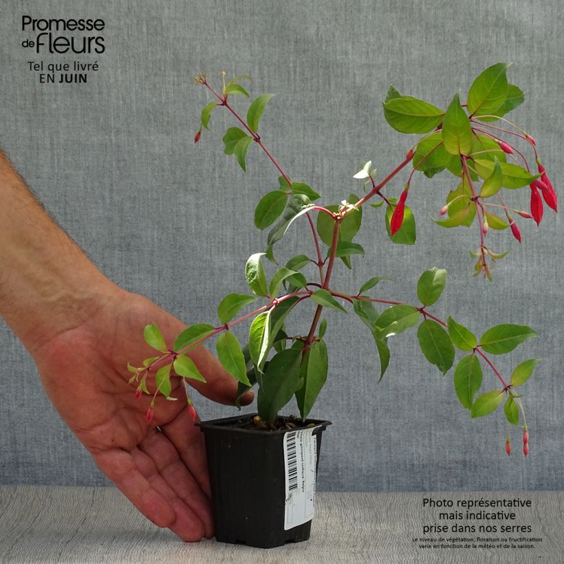 Spécimen de Fuchsia regia Reitzii - Fuchsia royal Godet de 7/8 cm tel que livré en été