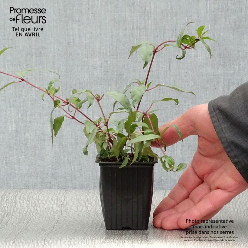 Spécimen de Fuchsia regia Reitzii - Fuchsia royal en godet tel que livré au printemps