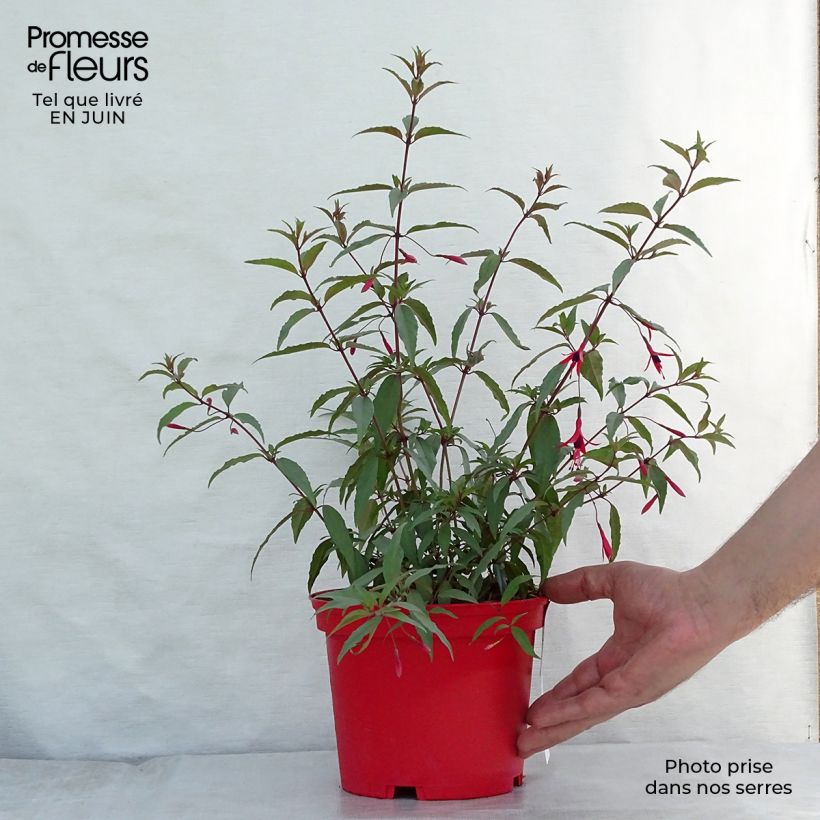 Spécimen de Fuchsia regia Reitzii - Fuchsia royal Pot de 2L/3L tel que livré en été