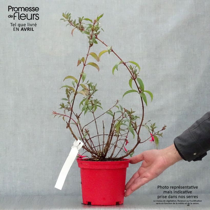 Spécimen de Fuchsia regia Reitzii - Fuchsia royal en pot de 3L tel que livré au printemps