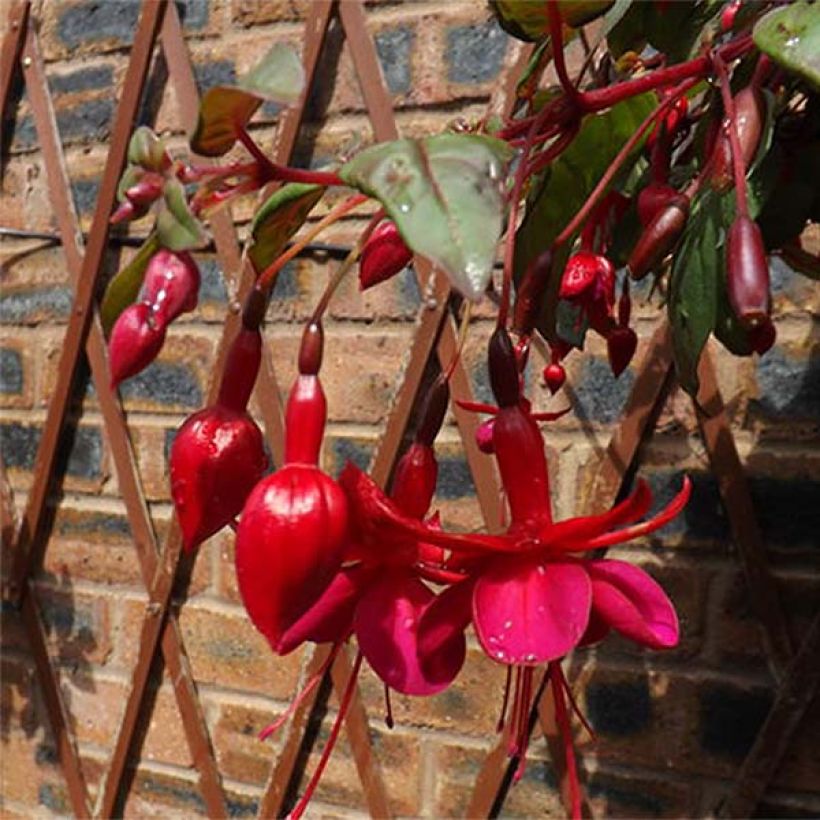 Fuchsia retombant Marinka (Floraison)
