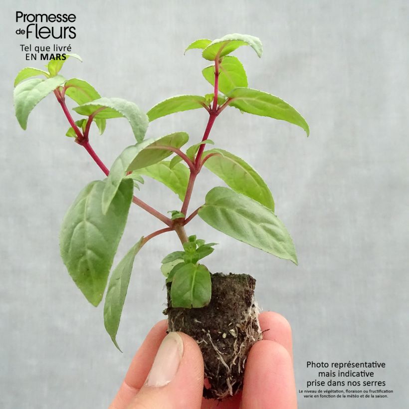 Spécimen de Fuchsia retombant Rohees New Millenium  tel que livré au printemps