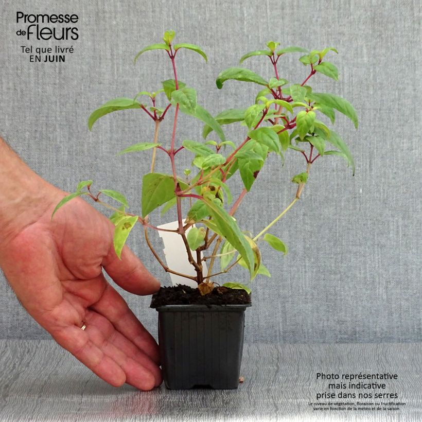 Spécimen de Fuchsia retombant Rohees New Millenium  Godet de 8/9 cm tel que livré en été