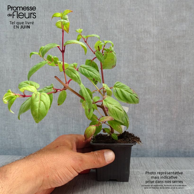 Spécimen de Fuchsia retombant Rohees New Millenium  - godet de 8/9cm tel que livré au printemps