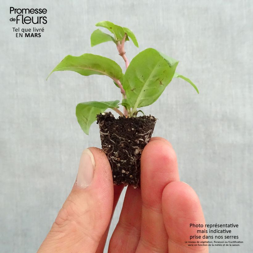Spécimen de Fuchsia retombant Maori Maid Mini-motte 3 cm tel que livré au printemps