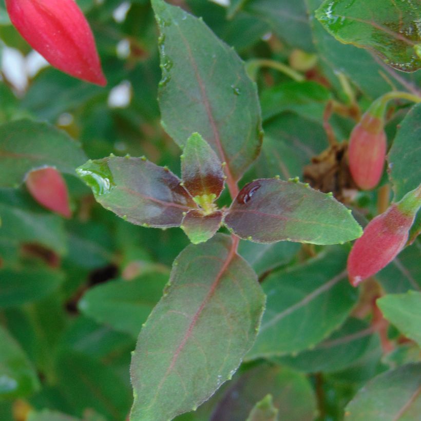 Fuchsia rustique Alice Hoffman (Feuillage)