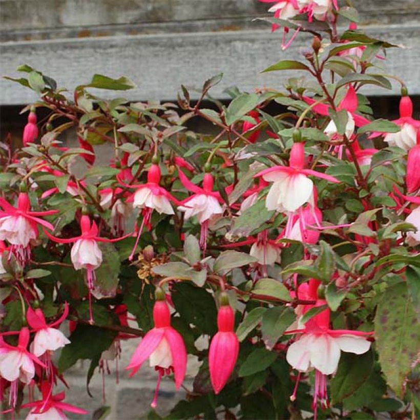 Fuchsia rustique Alice Hoffman (Floraison)