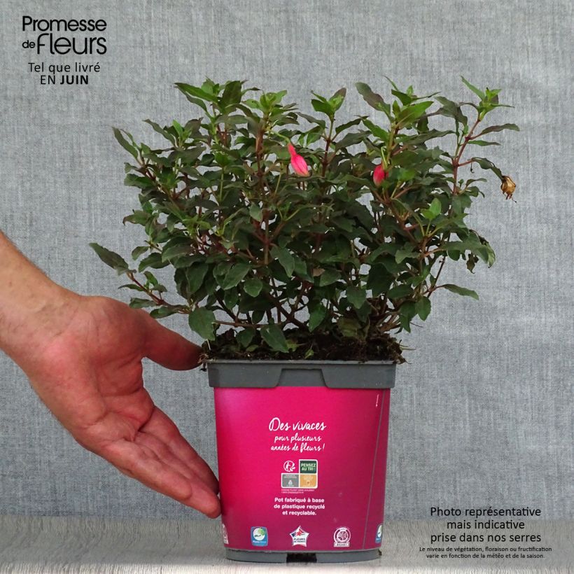 Spécimen de Fuchsia rustique Alice Hoffman Pot de 2L/3L tel que livré en été