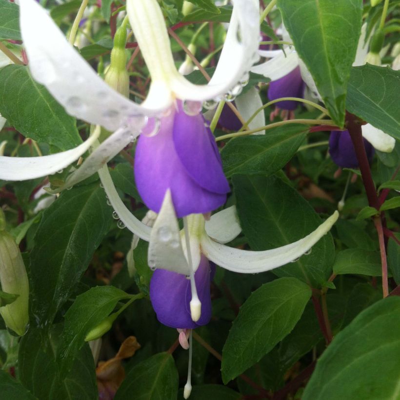 Fuchsia rustique Blue Sarah (Floraison)