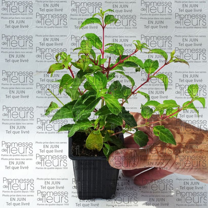 Exemple de spécimen de Fuchsia rustique Blue Sarah - Pot de 10 cm/11cm tel que livré