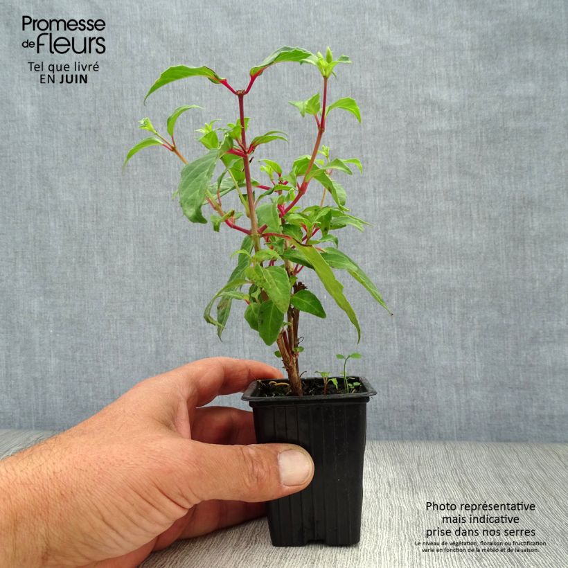 Spécimen de Fuchsia rustique Blue Sarah Godet de 7/8 cm tel que livré en été