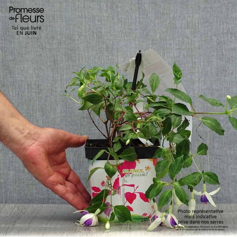 Spécimen de Fuchsia rustique Blue Sarah Pot de 2L/3L tel que livré en été