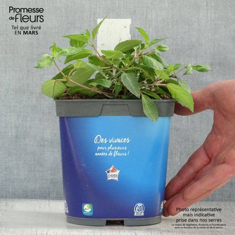 Spécimen de Fuchsia rustique Blue Sarah en pot de 2/3L tel que livré au printemps