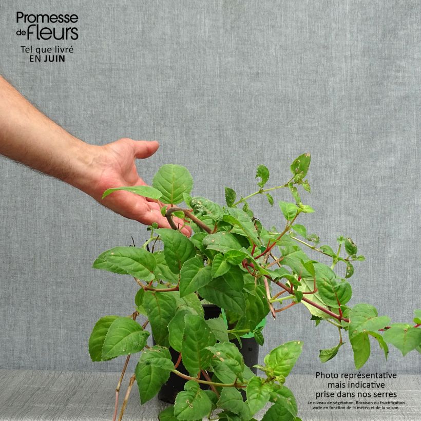 Spécimen de Fuchsia rustique Constance Pot de 2L/3L tel que livré en été