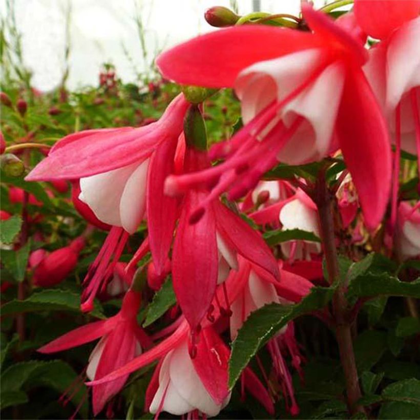 Fuchsia rustique Lady Thumb (Floraison)