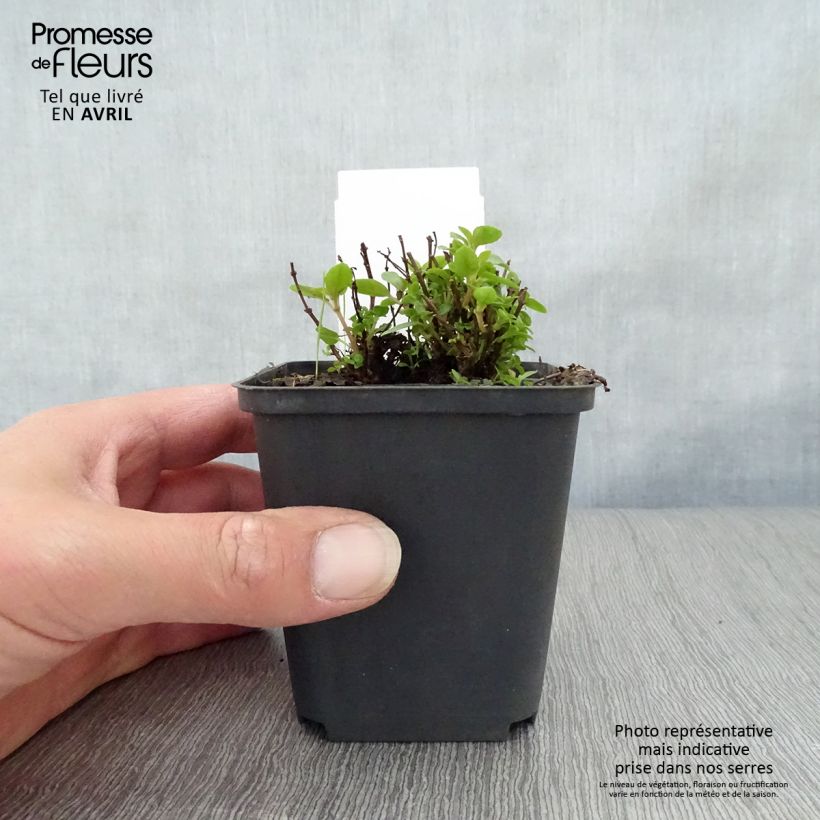 Spécimen de Fuchsia rustique Lady Thumb Godet de 9cm tel que livré au printemps