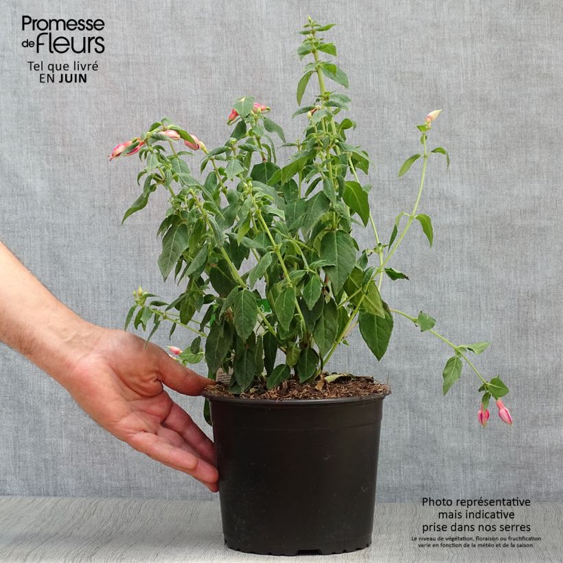 Spécimen de Fuchsia rustique Margaret Pot de 2L/3L tel que livré en été