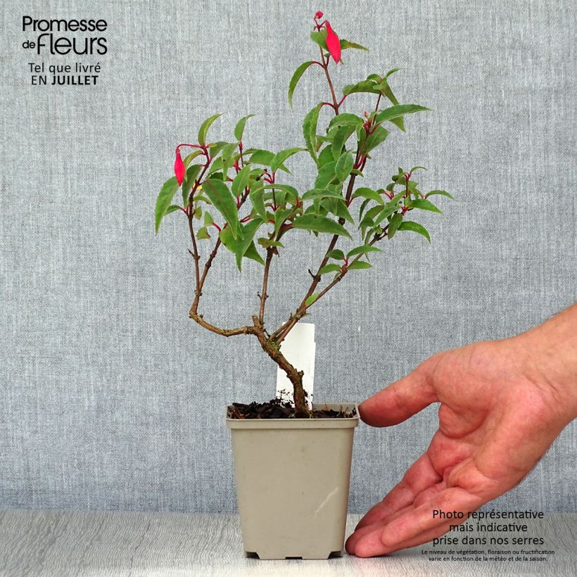 Spécimen de Fuchsia rustique Mme Cornelissen Godet de 7/8 cm tel que livré en été