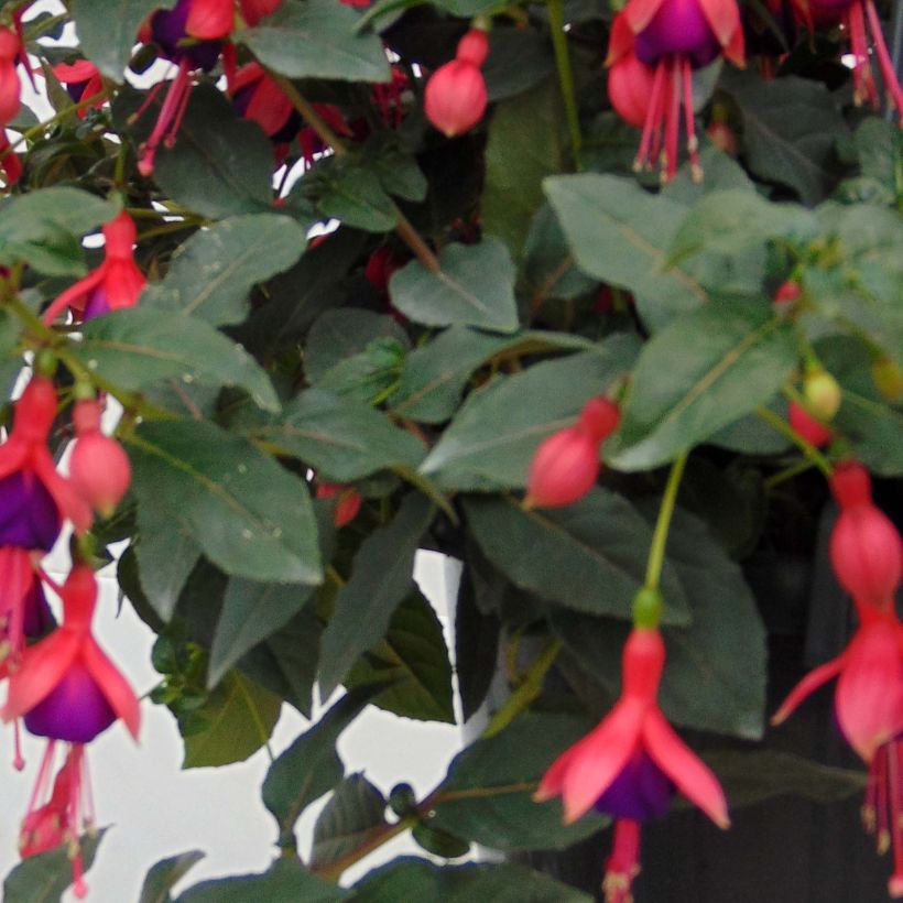 Fuchsia rustique Mrs Popple (Feuillage)