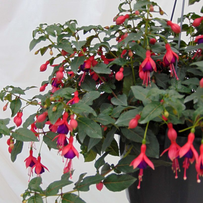 Fuchsia rustique Mrs Popple (Port)