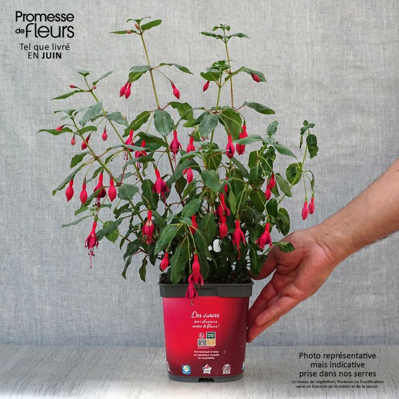Spécimen de Fuchsia rustique Mrs Popple Pot de 2L/3L tel que livré en été