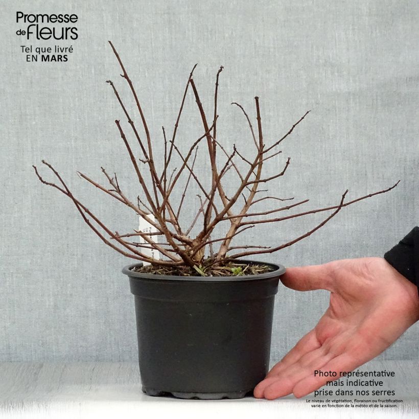 Spécimen de Fuchsia rustique Mrs Popple tel que livré au printemps