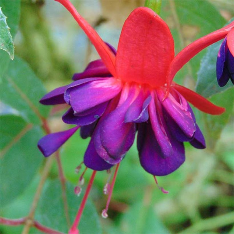 Fuchsia rustique Princess Dollar (Floraison)