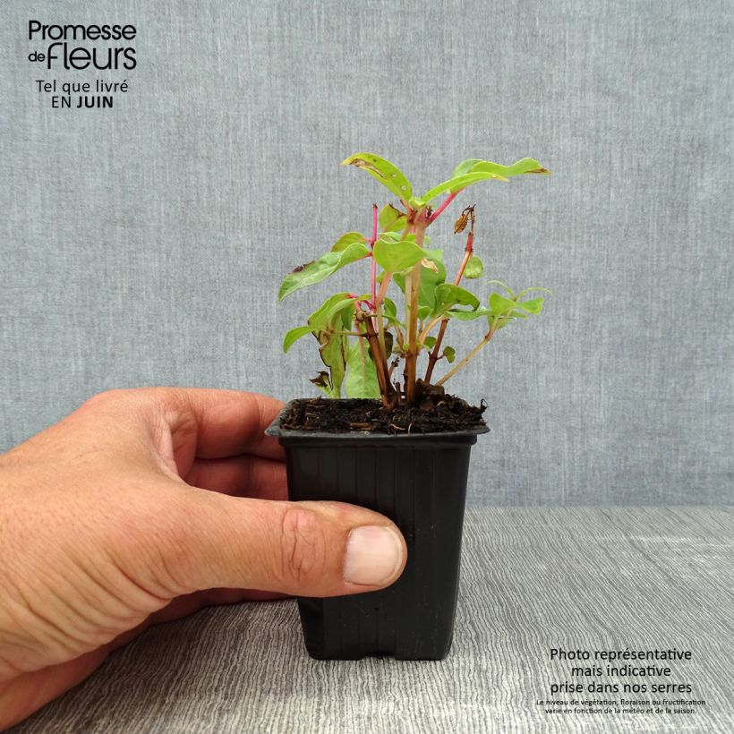 Spécimen de Fuchsia rustique Princess Dollar Godet de 7/8 cm tel que livré en été