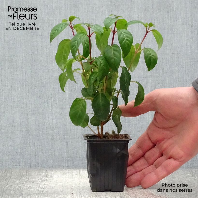 Spécimen de Fuchsia rustique Princess Dollar tel que livré en hiver