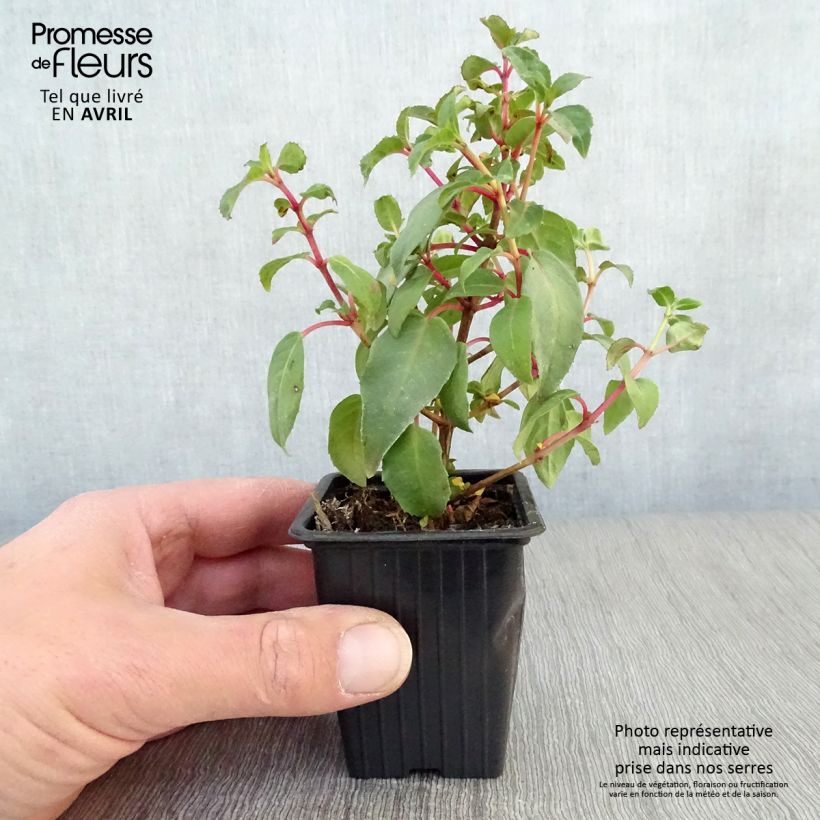 Spécimen de Fuchsia rustique Princess Dollar Godet de 8 cm tel que livré au printemps