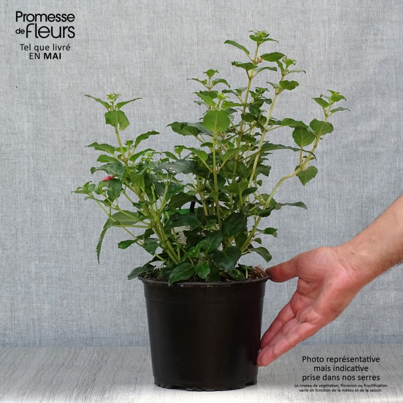 Spécimen de Fuchsia rustique Shrimp Cocktail Pot de 2L/3L tel que livré au printemps