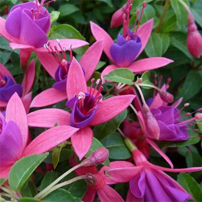 Fuchsia rustique Tom Thumb (Tom Pouce) (Floraison)