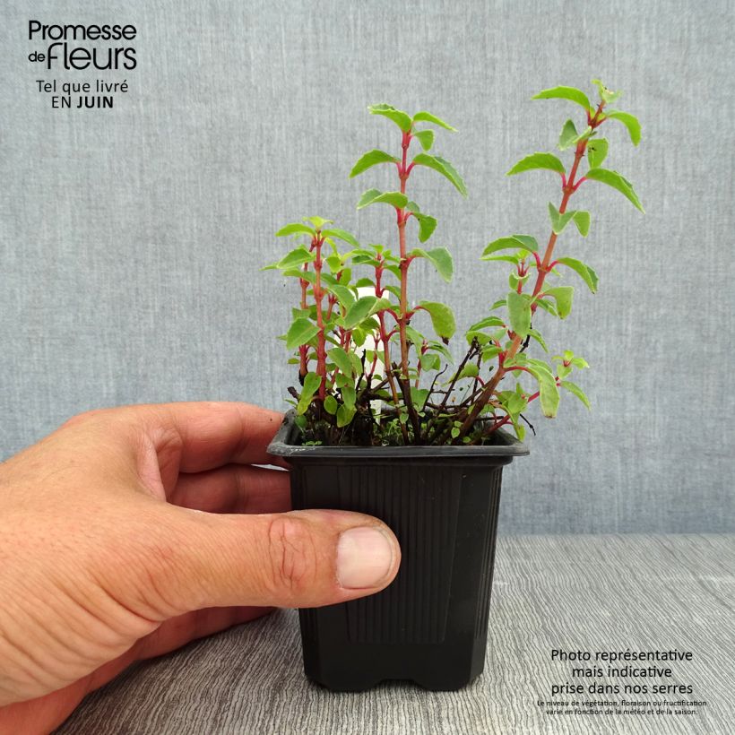 Spécimen de Fuchsia rustique Tom Thumb (Tom Pouce) Godet de 8/9 cm tel que livré en été