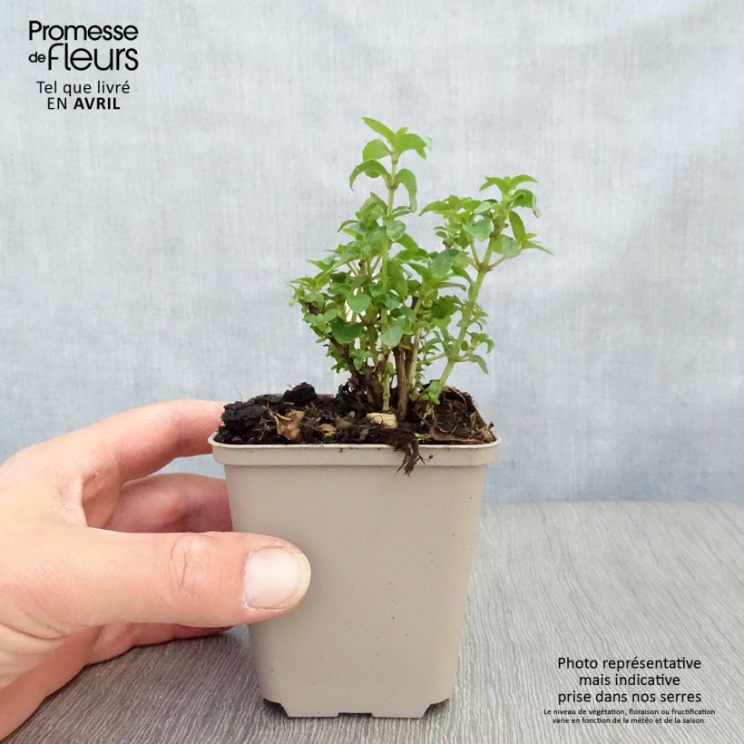 Spécimen de Fuchsia rustique Tom Thumb (Tom Pouce) en godet tel que livré au printemps