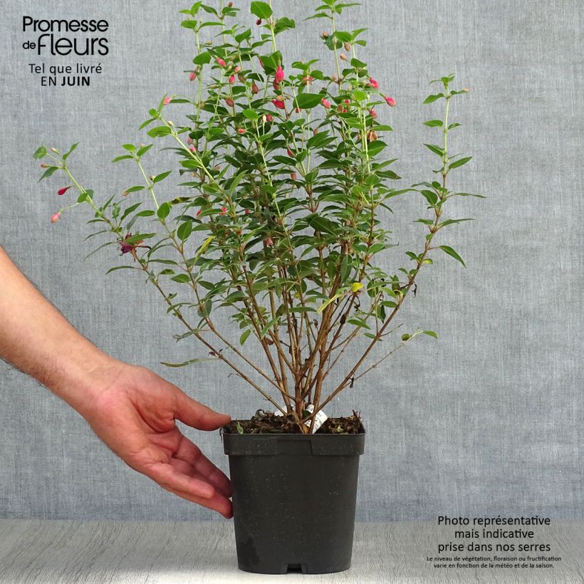 Spécimen de Fuchsia rustique Tom Thumb (Tom Pouce) Pot de 2L/3L tel que livré en été