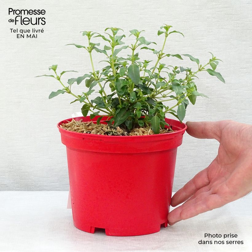 Spécimen de Fuchsia rustique Tom Thumb (Tom Pouce) en pot de 2/3L tel que livré au printemps