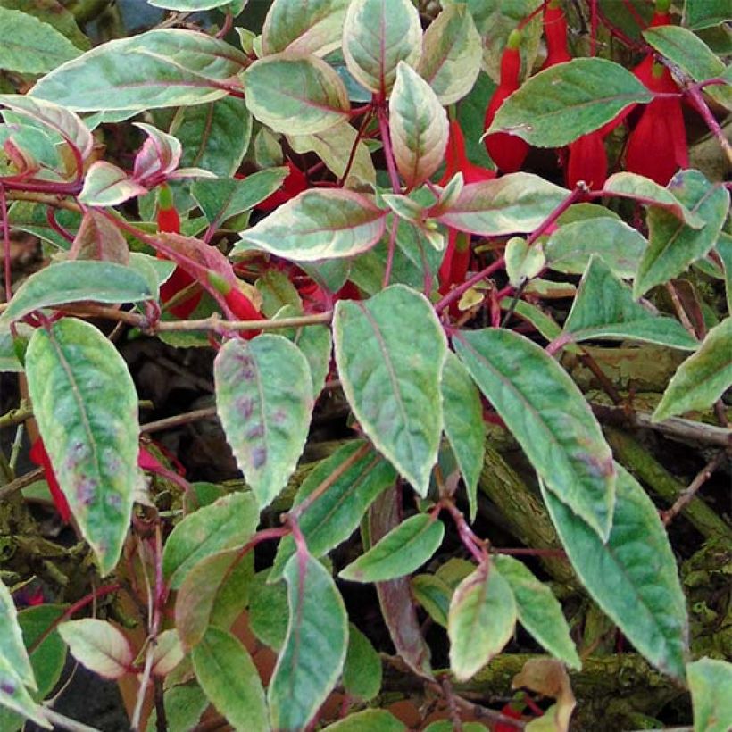 Fuchsia rustique Tom West (Feuillage)