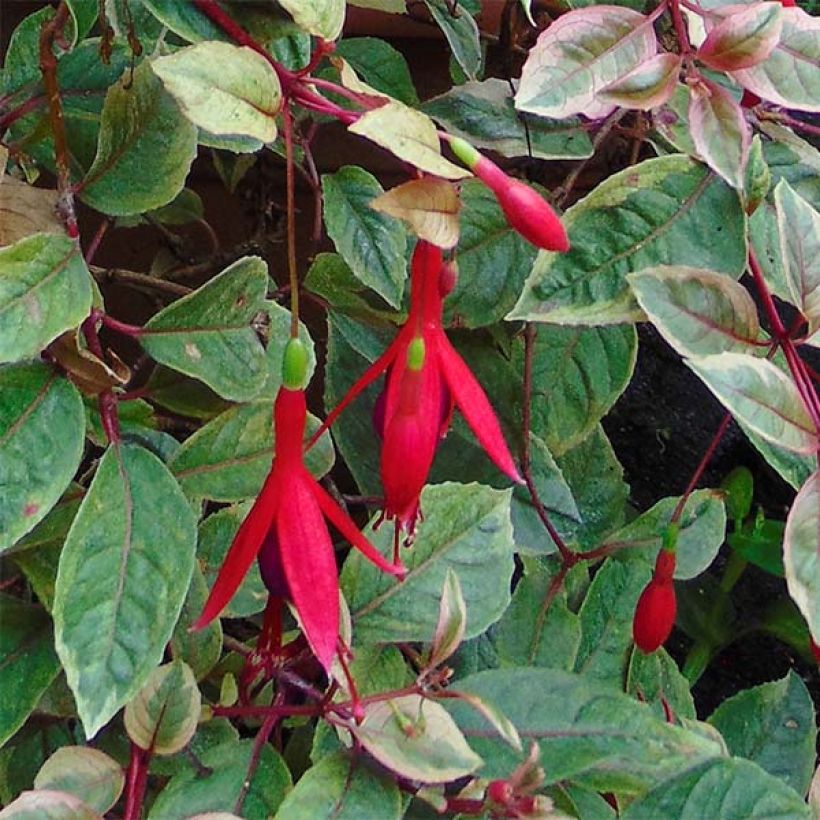 Fuchsia rustique Tom West (Floraison)