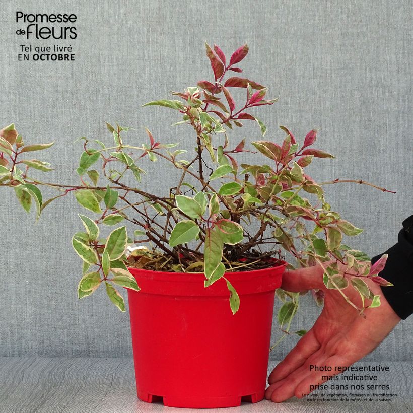 Spécimen de Fuchsia rustique Tom West tel que livré en automne