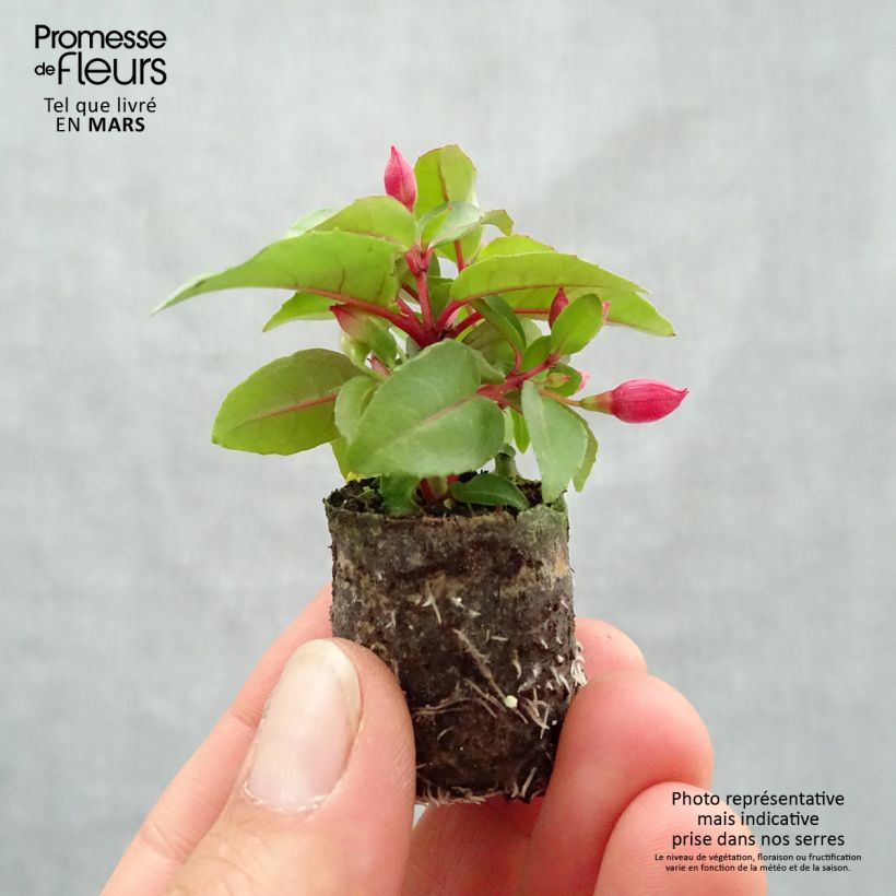 Spécimen de Fuchsia semi-retombant Bella Lydia Mini-motte 3 cm tel que livré au printemps