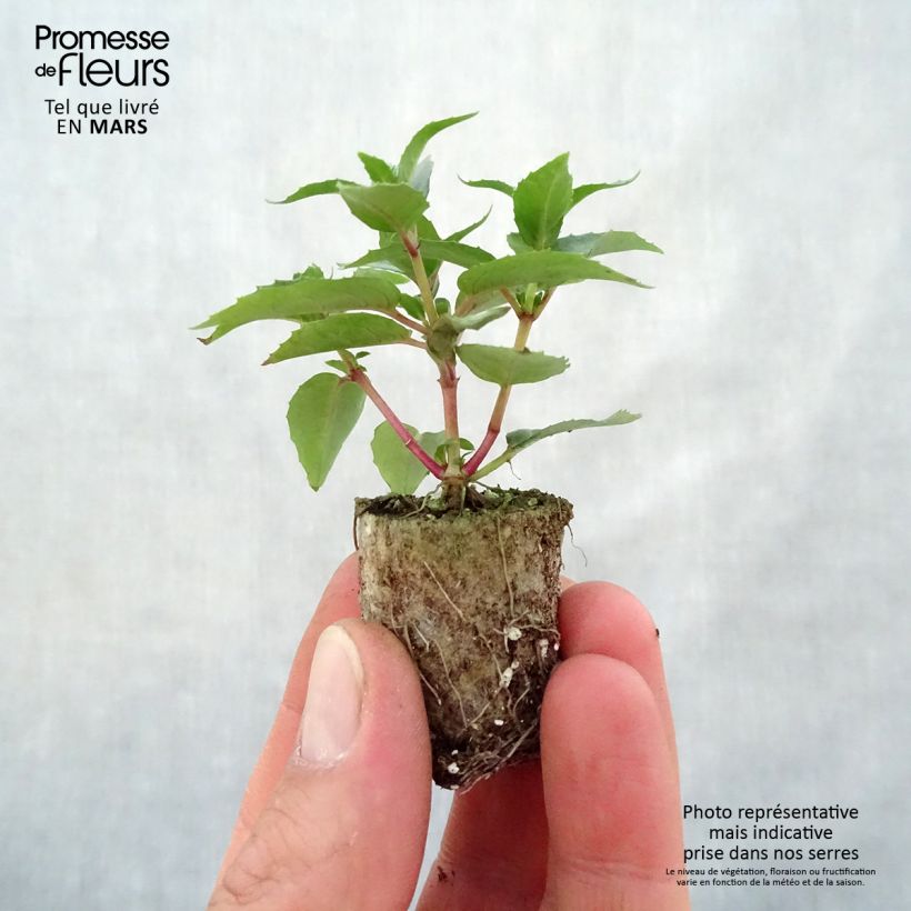 Spécimen de Fuchsia semi-retombant Rosalien Mini-motte 3 cm tel que livré au printemps