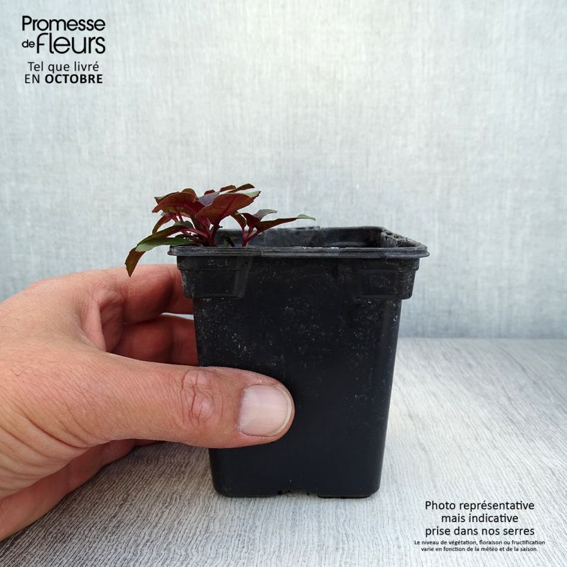 Spécimen de Fuchsia triphylla (Fulgens) - Fuchsia arbustif Godet de 7/8 cm tel que livré en automne