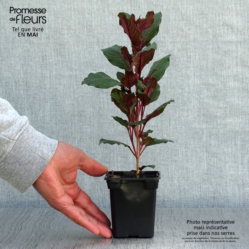Spécimen de Fuchsia triphylla (Fulgens) - Fuchsia arbustif Godet de 7/8 cm tel que livré au printemps