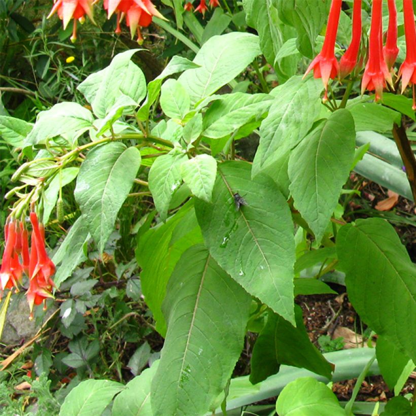 Fuchsia triphylla (Fulgens) - Fuchsia arbustif (Feuillage)