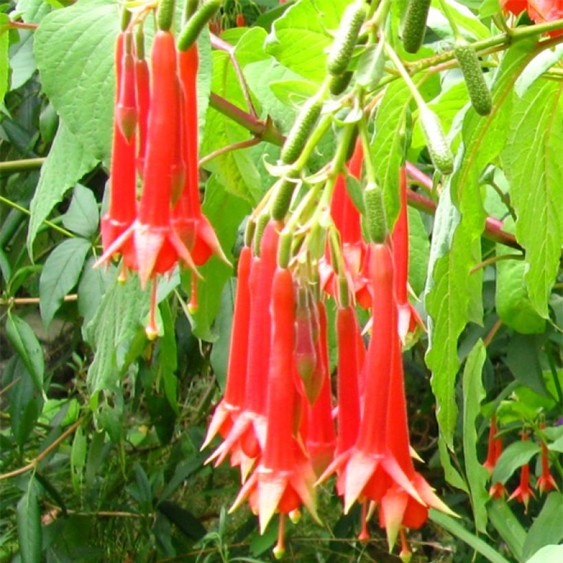 Fuchsia triphylla (Fulgens) - Fuchsia arbustif (Floraison)