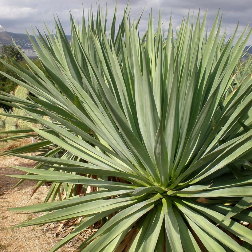 Furcraea bedinghausii (Feuillage)