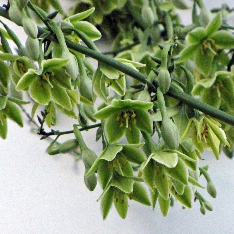 Furcraea bedinghausii (Floraison)