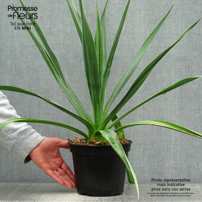 Spécimen de Furcraea bedinghausii Pot de 4L tel que livré au printemps