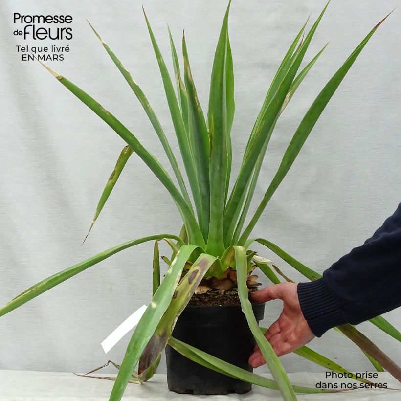 Spécimen de Furcraea longaeva Pot de 4L/5L tel que livré au printemps